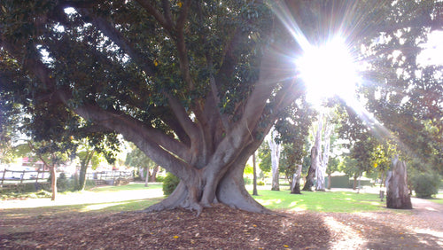 A New Perspective: Level 1 Affirmations Recording