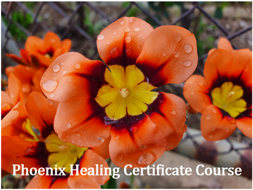 Phoenix Healing Certificate Course