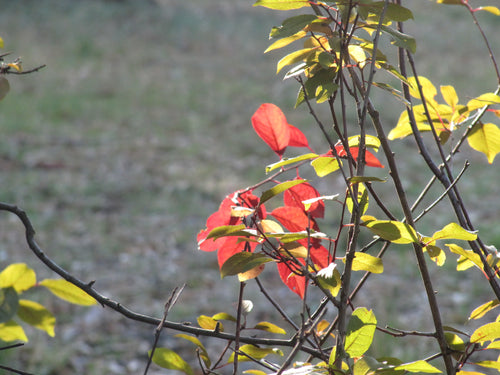 Healing Therapy Premium Package