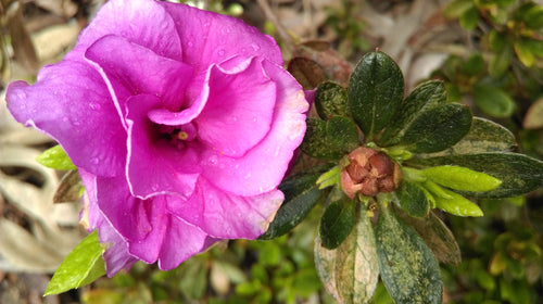 Reiki III (MASTERS) Certificate Course